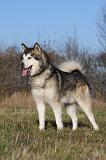 ALASKAN MALAMUTE 830